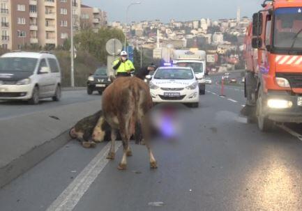 Arnavutköy’de minibüs yola fırlayan iki ineğe çarptı | Video