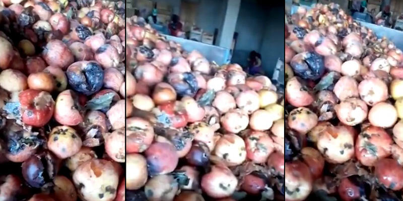 Tarım ve Orman Bakanlığından “çürük elma” videosuna inceleme
