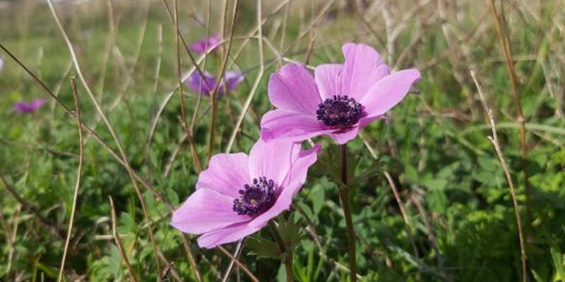 Baharın müjdecisi olarak bilinen anemonlar açtı