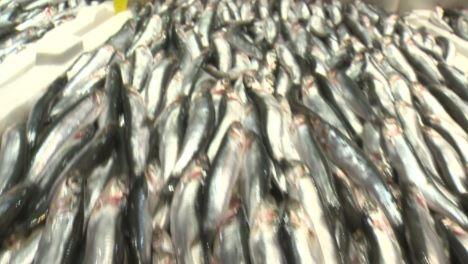 Balık fiyatları ne durumda? | Video