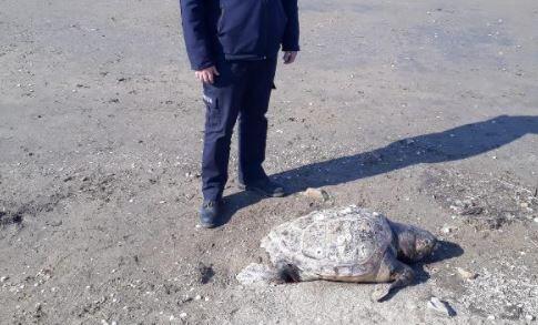 Ayvalık sahilinde ölü caretta caretta bulundu