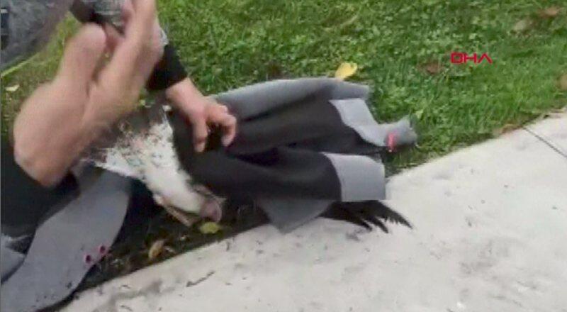 Ayağına olta iğneleri batan martı kurtarıldı
