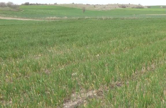 Edirne’de zirai don vuran buğdayda yüzde 40 verim kaybı bekleniyor