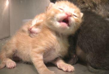 4 yavru kedi son anda kurtuldu