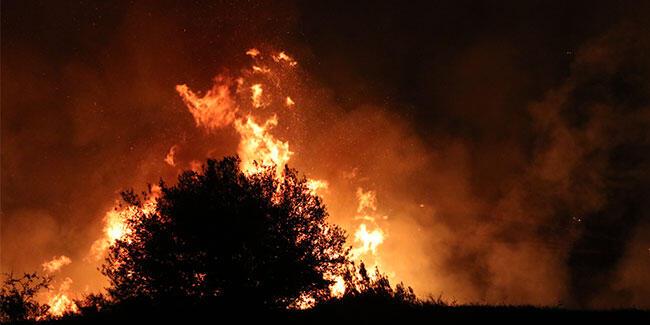 Adana’da tarladan ağaçlık alana sıçrayan anız yangını kontrol altına alındı