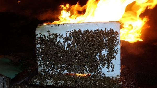 Meralık alanda çıkan yangında binlerce arı öldü