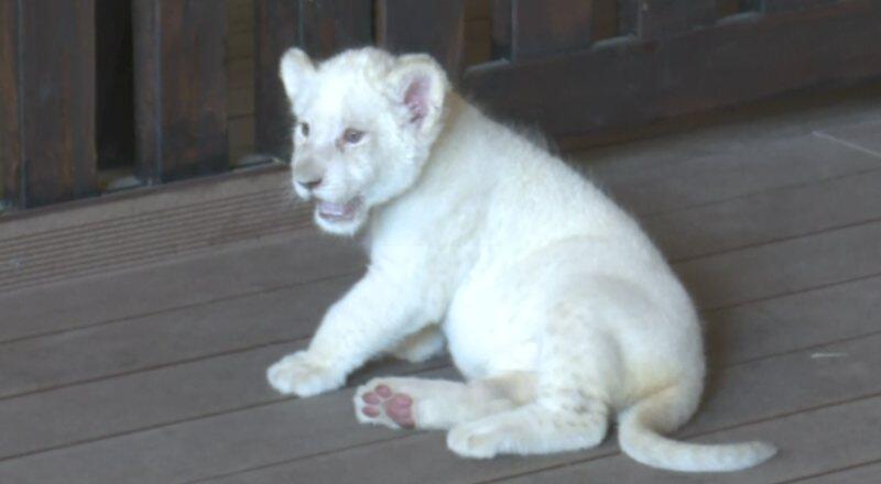 Türkiye’de doğan ilk beyaz aslan